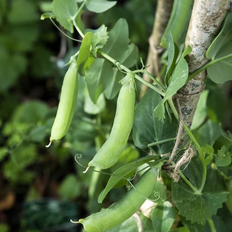 Pea Seeds - Verdseeds