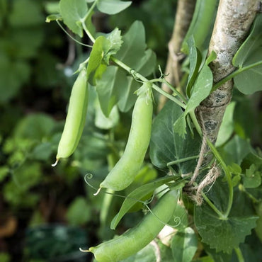 Pea Seeds - Verdseeds