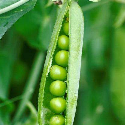 Pea Seeds - Verdseeds