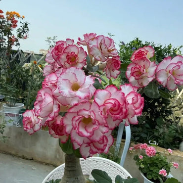 Peach Blossom Desert Rose Seeds - Verdseeds