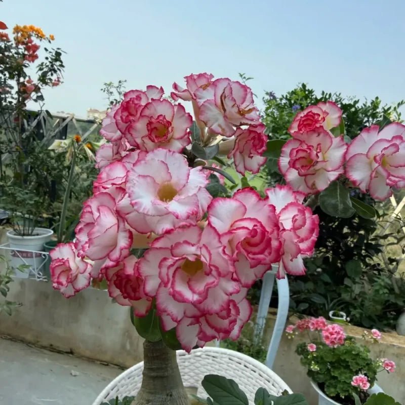 Peach Blossom Desert Rose Seeds - Verdseeds