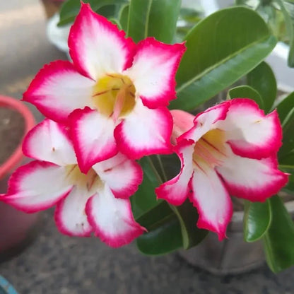 Peach Blossom Desert Rose Seeds - Verdseeds