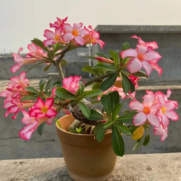 Peach Blossom Desert Rose Seeds - Verdseeds