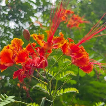 Peacock Flower Seeds - Verdseeds