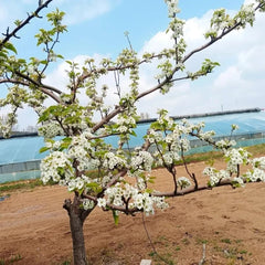 Pear Seeds - Verdseeds