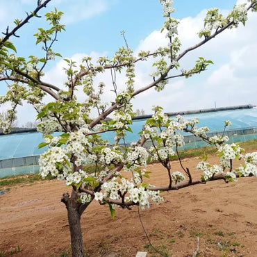 Pear Seeds - Verdseeds