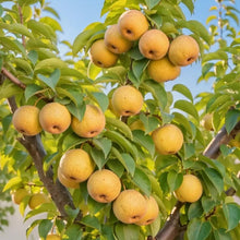 Pear Seeds - Verdseeds