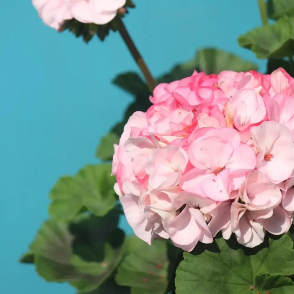 Pelargonium Horizon Scarlet Seeds - Verdseeds
