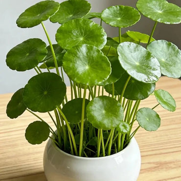 Pennywort Seeds - Verdseeds