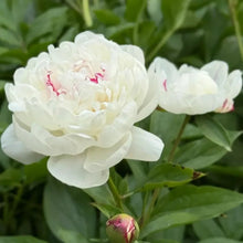 Peony Seeds - Verdseeds