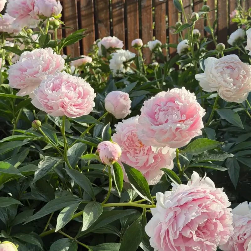 Peony Seeds - Verdseeds