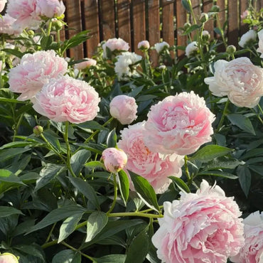 Peony Seeds - Verdseeds