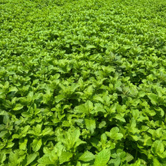 Peppermint Seeds - Verdseeds