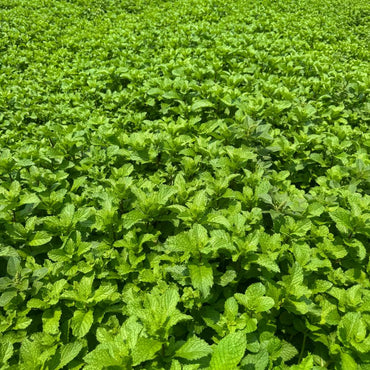 Peppermint Seeds - Verdseeds