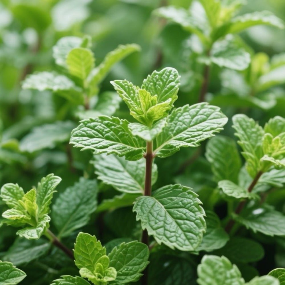 Peppermint Seeds - Verdseeds