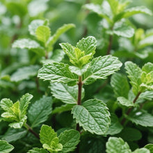 Peppermint Seeds - Verdseeds