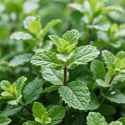 Peppermint Seeds - Verdseeds