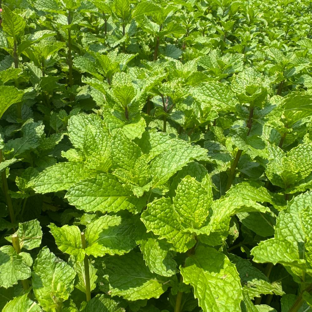 Peppermint Seeds - Verdseeds
