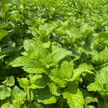 Peppermint Seeds - Verdseeds