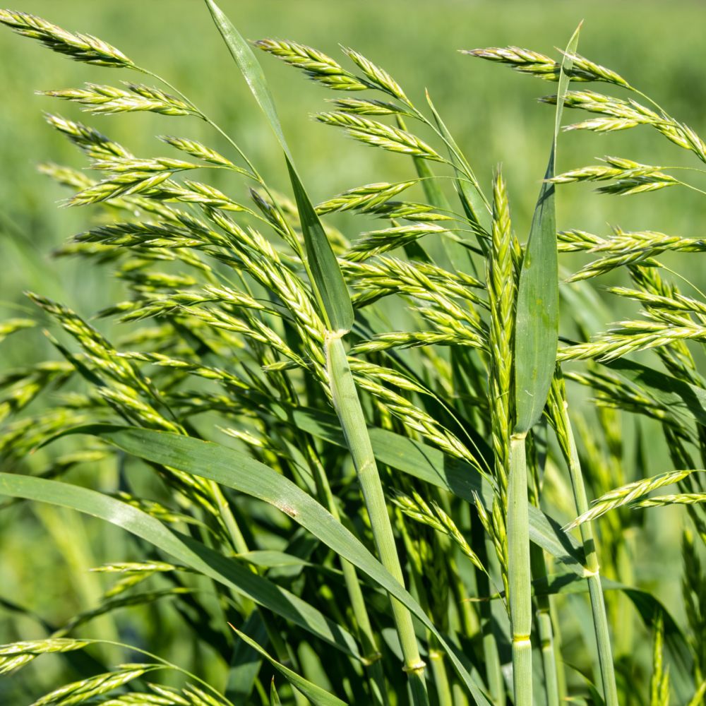 Perennial Ryegrass Seeds - Verdseeds