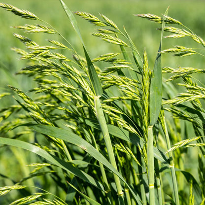 Perennial Ryegrass Seeds - Verdseeds
