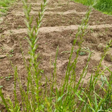 Perennial Ryegrass Seeds - Verdseeds