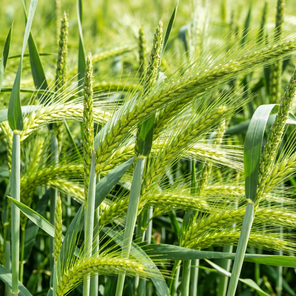 Perennial Ryegrass Seeds - Verdseeds