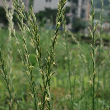 Perennial Ryegrass Seeds - Verdseeds