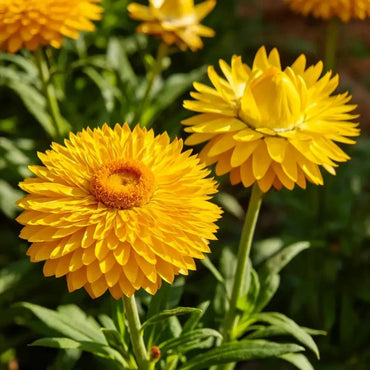 Perennial Sneezeweed Seeds - Verdseeds