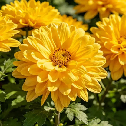 Perennial Sneezeweed Seeds - Verdseeds