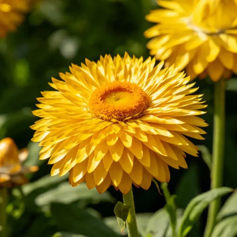 Perennial Sneezeweed Seeds - Verdseeds