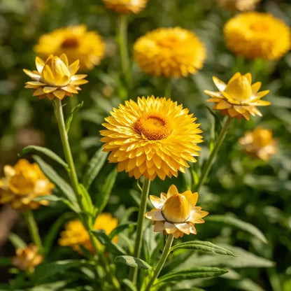 Perennial Sneezeweed Seeds - Verdseeds