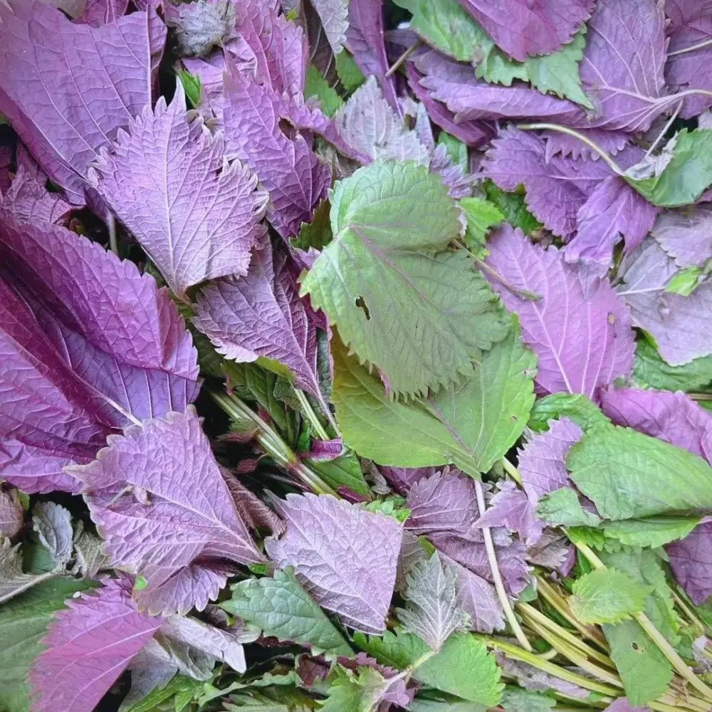 Perilla Seeds - Verdseeds