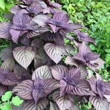 Perilla Seeds - Verdseeds