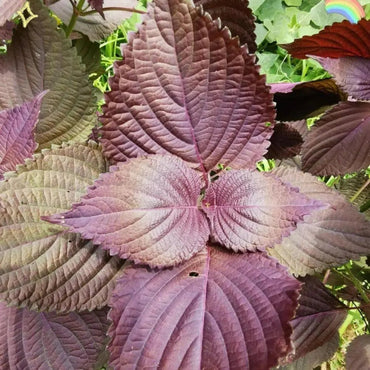 Perilla Seeds - Verdseeds