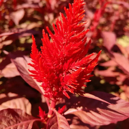 Phoenix Red leaves Red Flowers Cockscomb Seeds - Verdseeds