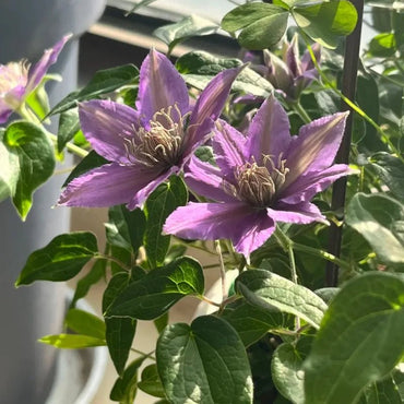 Piilu Clematis Seeds - Verdseeds