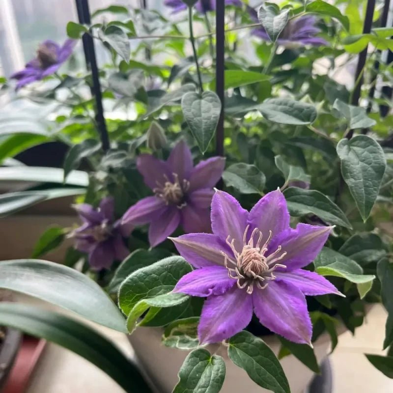 Piilu Clematis Seeds - Verdseeds