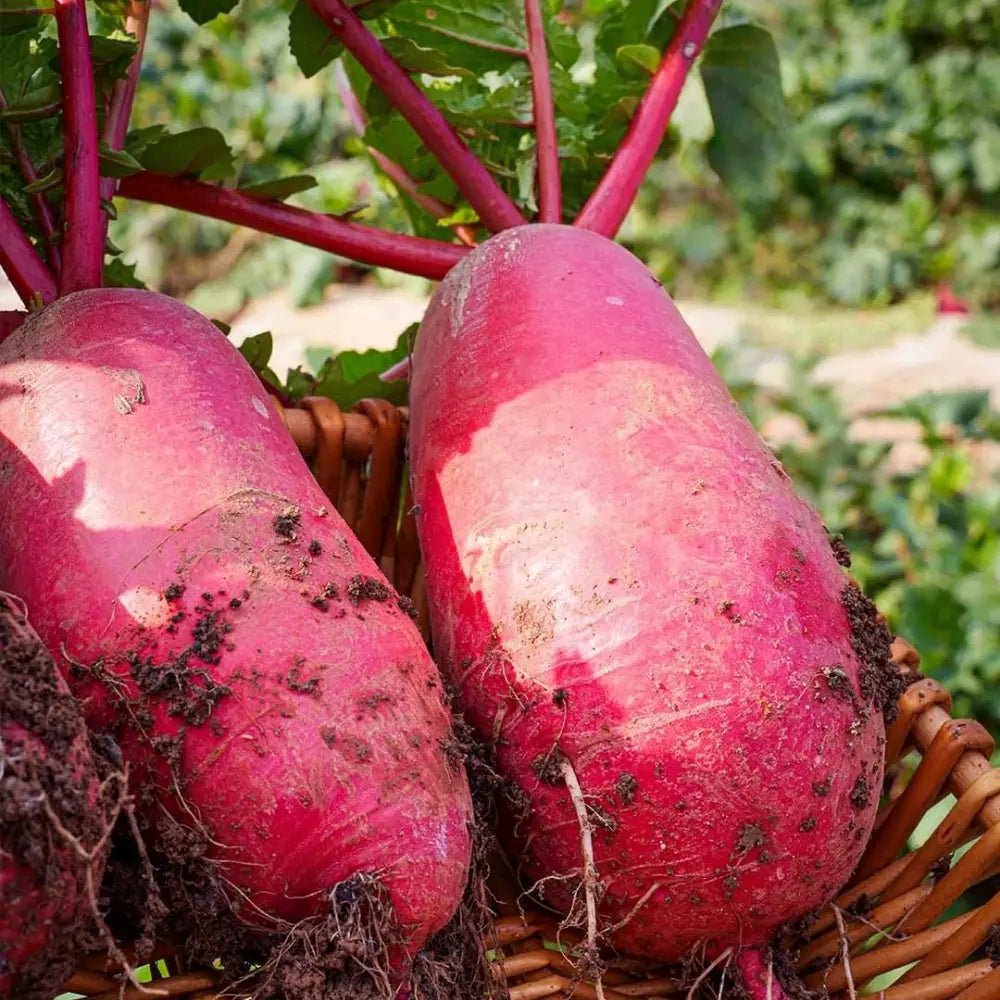 Pineapple Radish Seeds - Verdseeds