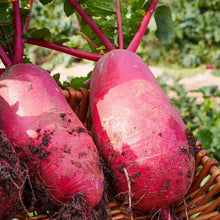 Pineapple Radish Seeds - Verdseeds