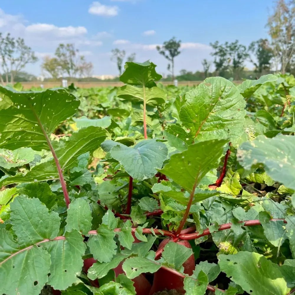 Pineapple Radish Seeds - Verdseeds
