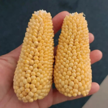 Pineapple Sweet Corn Seeds - Verdseeds