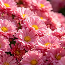 Pink African Marigold Seeds - Verdseeds