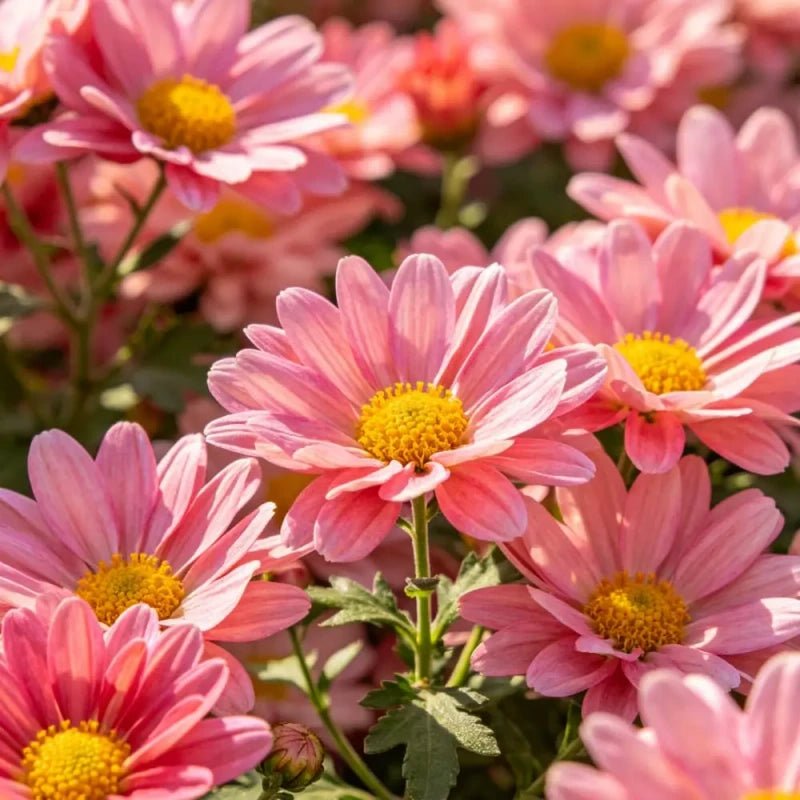 Pink African Marigold Seeds - Verdseeds