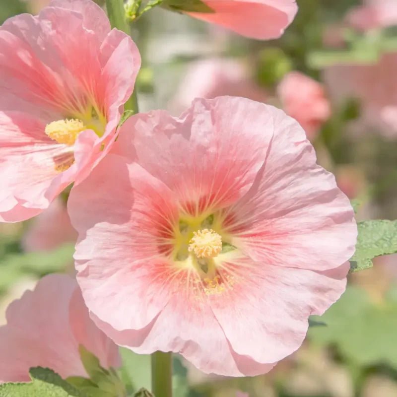 Pink Annual Malope Seeds - Verdseeds