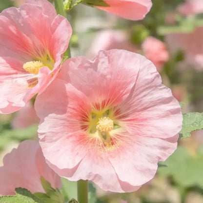 Pink Annual Malope Seeds - Verdseeds
