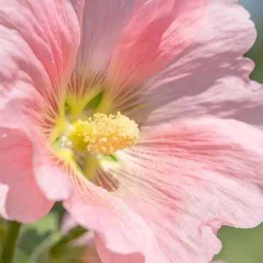 Pink Annual Malope Seeds - Verdseeds