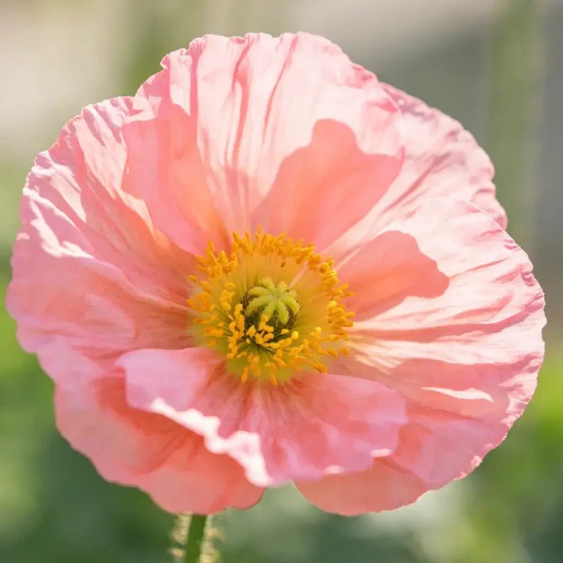 Pink Annual Malope Seeds - Verdseeds
