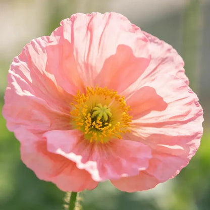 Pink Annual Malope Seeds - Verdseeds