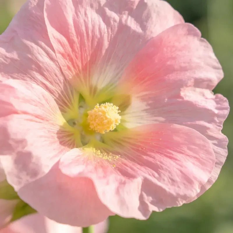 Pink Annual Malope Seeds - Verdseeds
